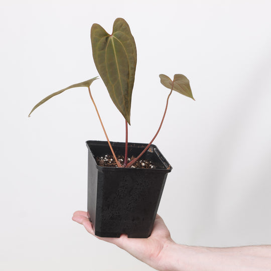 Anthurium Corduroy x RVDP 'Red Sinus' 12cm Plants GrowTropicals