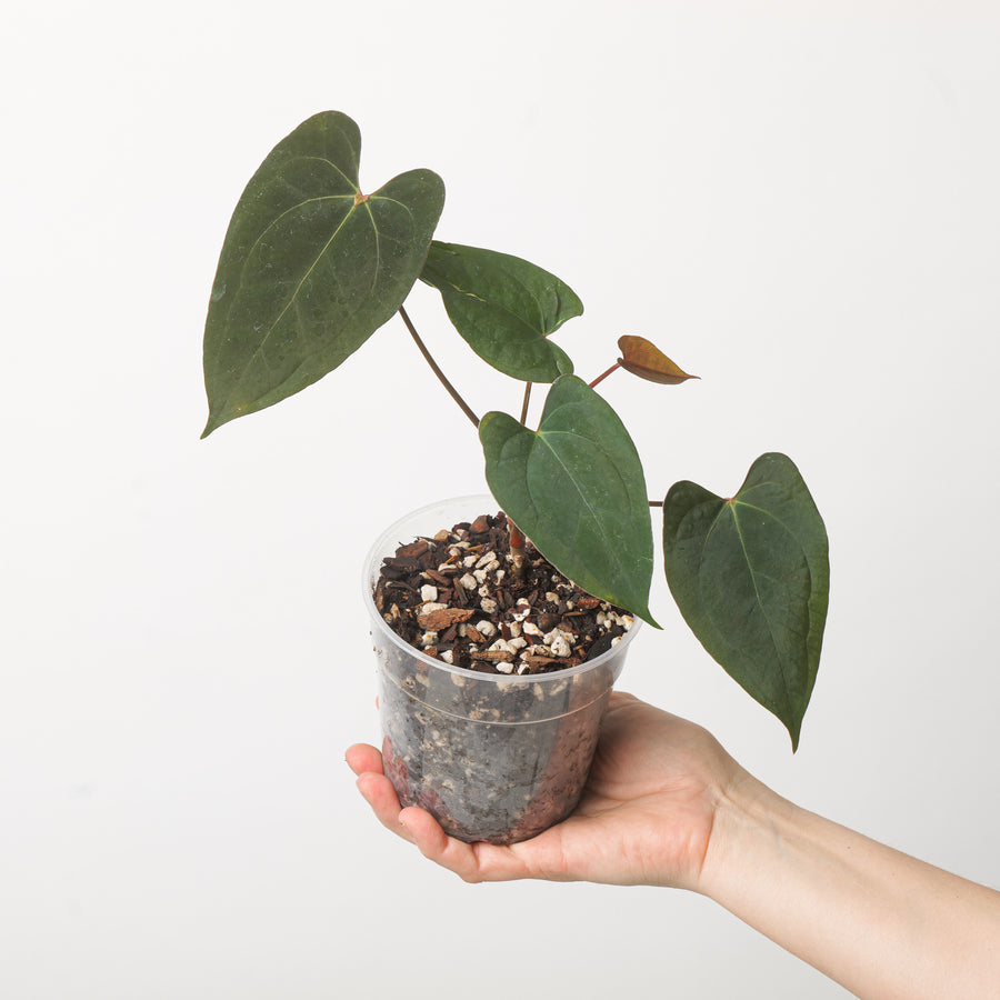 Anthurium Corduroy x RVDP 'Red Sinus' Plants GrowTropicals