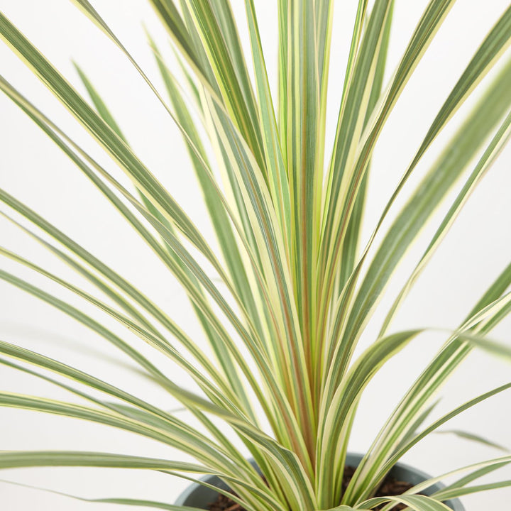 Cordyline australis Variegated Plants - Outdoor GROW TROPICALS