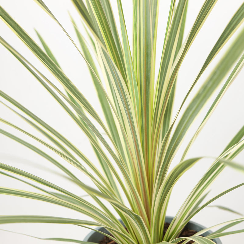 Cordyline australis Variegated — 17cm / 2L