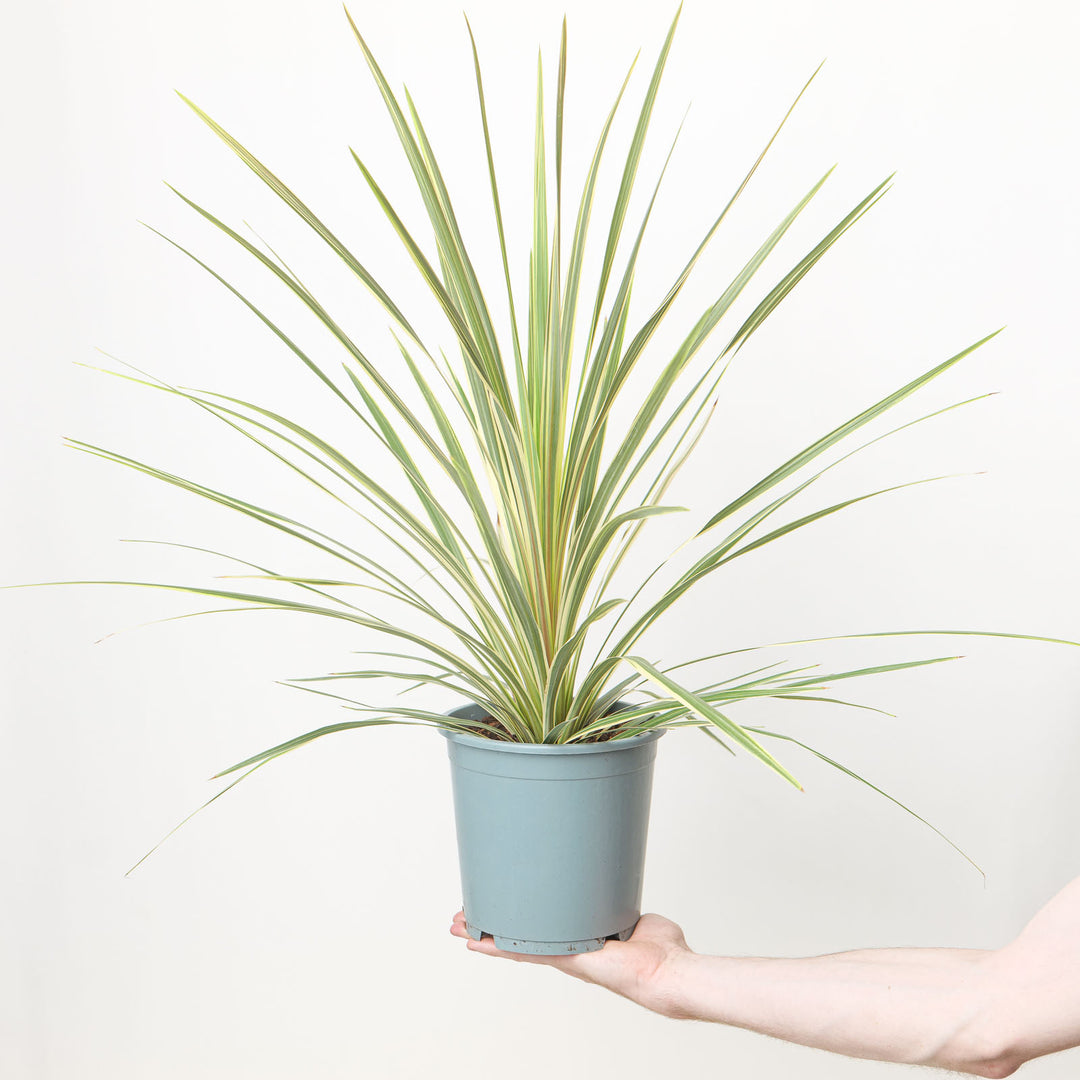 Cordyline australis Variegated Plants - Outdoor GROW TROPICALS