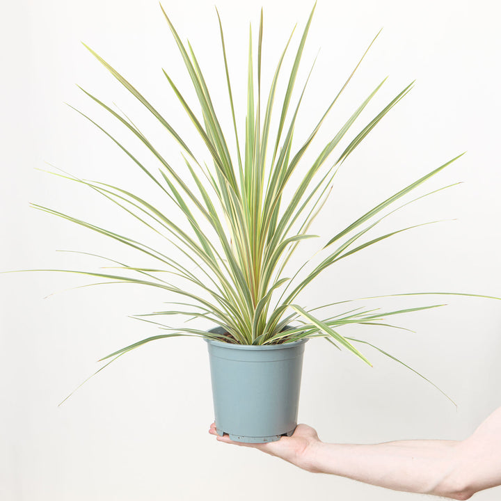 Cordyline australis Variegated Plants - Outdoor GROW TROPICALS