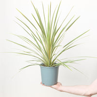 Cordyline australis Variegated