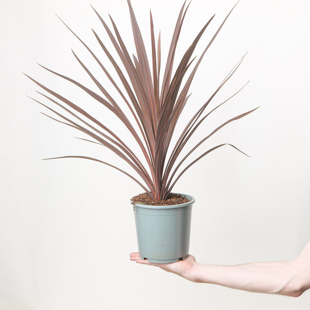 Cordyline australis 'Red Star'