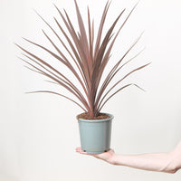 Cordyline australis 'Red Star'