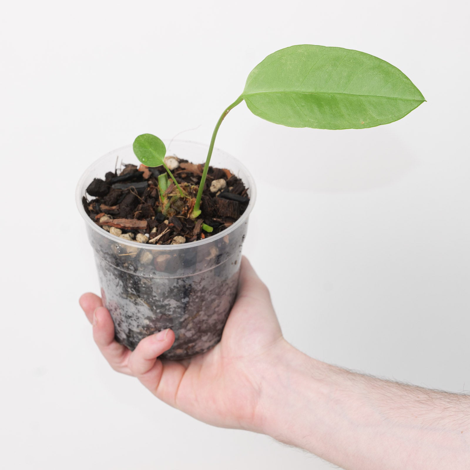 anthurium coriaceum Anthurium coriaceum | Plants