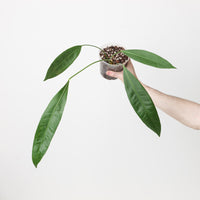 Anthurium coriaceum