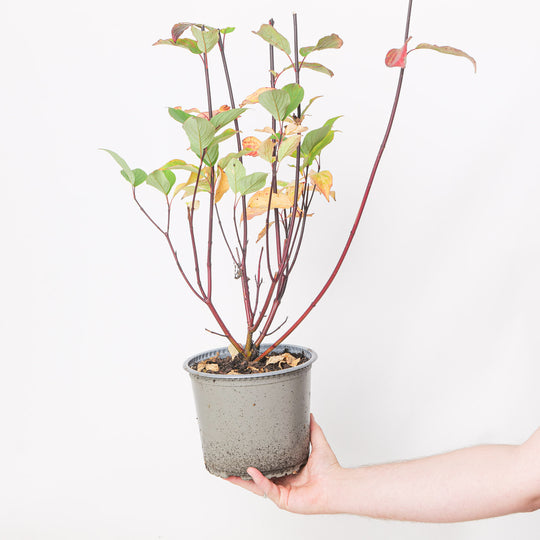 Cornus alba 'Kesselringii' potted plant