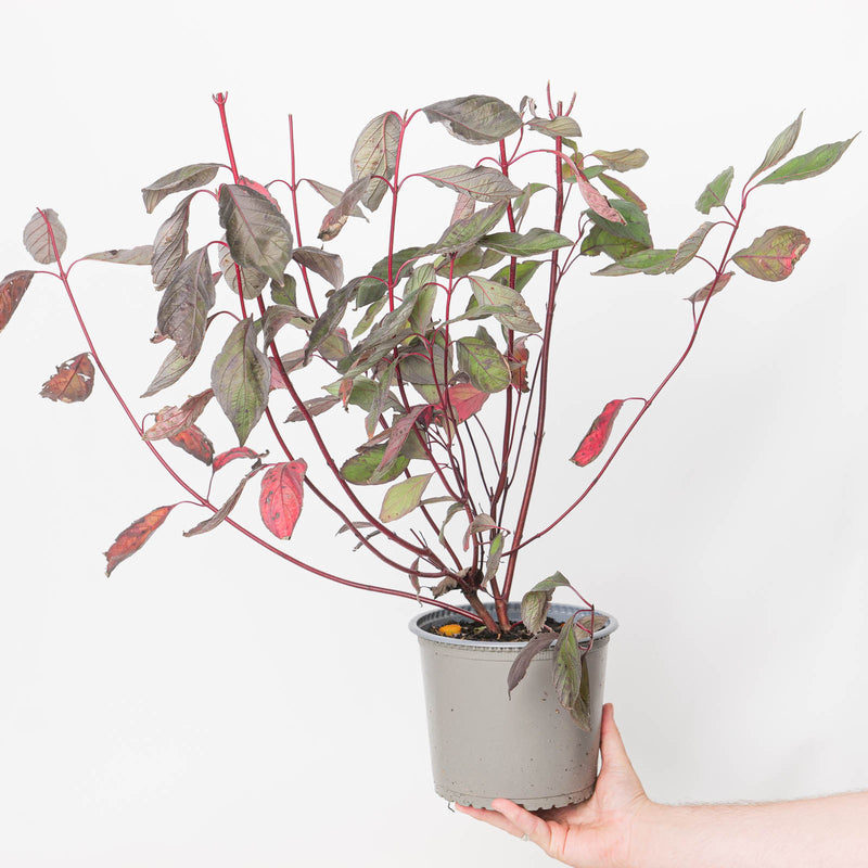Cornus alba Nightfall — 19cm / 3L