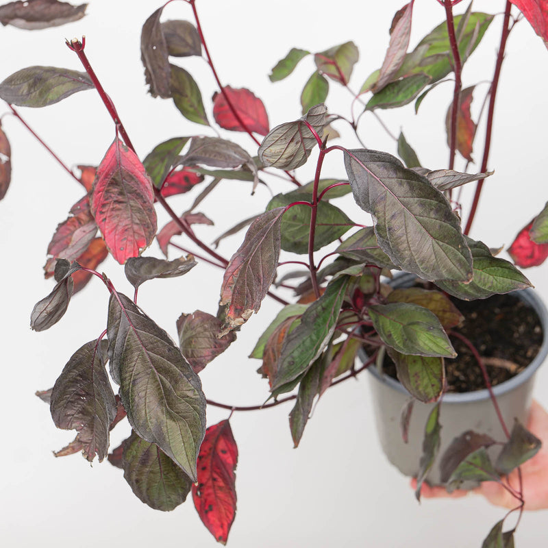 Cornus alba Nightfall Plants - Outdoor GROW TROPICALS