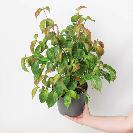Cornus kousa var. chinensis potted nursery plant