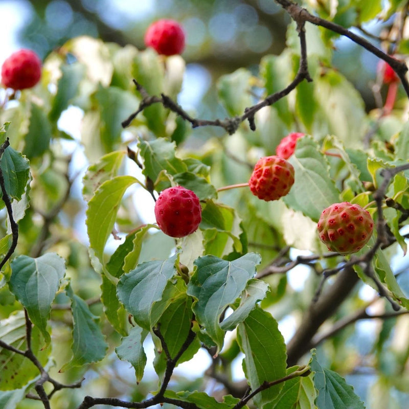 Cornus kousa var. chinensis Plants - Outdoor GROW TROPICALS