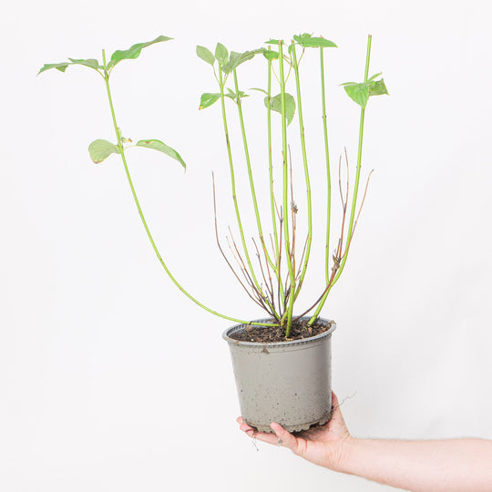 Cornus sericea 'Flaviramea' potted nursery plant