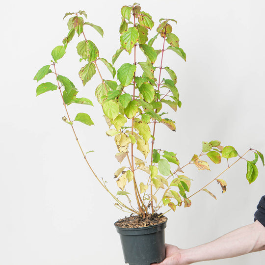 Cornus sanguinea 'Winter Beauty' 17cm / 2L Plants - Outdoor GROW TROPICALS