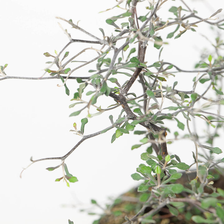 Corokia cotoneaster