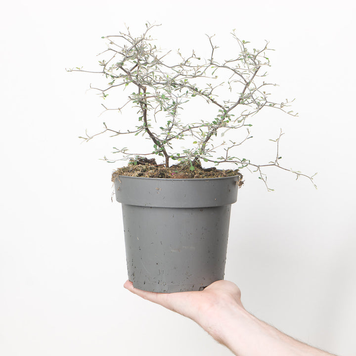 Corokia cotoneaster