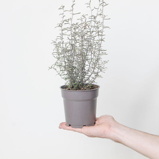 Corokia × virgata Maori Silver Plants - Outdoor GROW TROPICALS