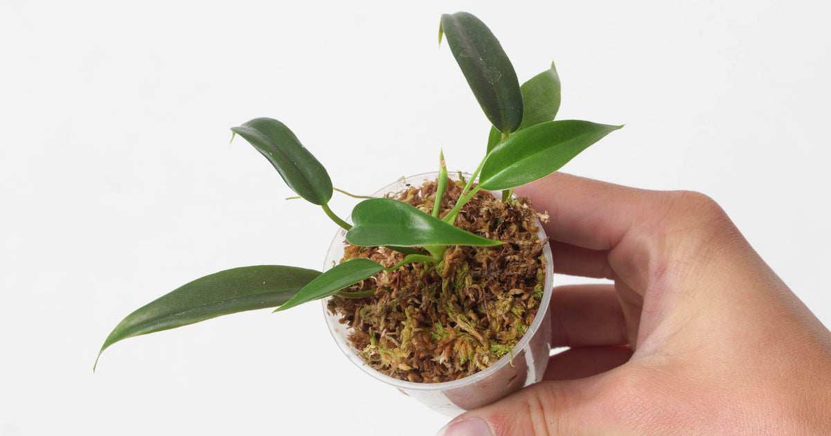 house plants from costa rica Philodendron sp. 'Costa Rica' | Plants