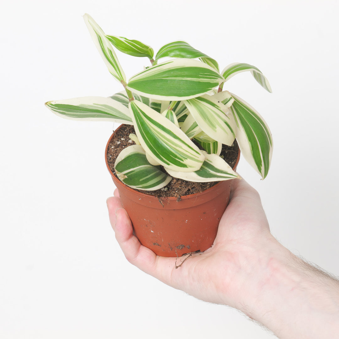 Costus arabicus variegated Plants GrowTropicals