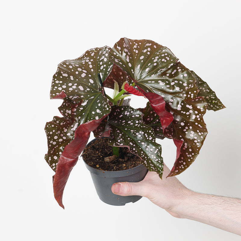 Begonia 'Cracklin Rosie' 12cm Plants GrowTropicals