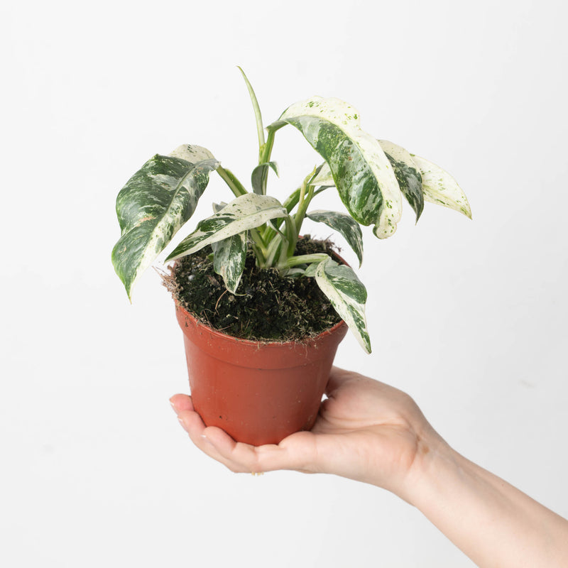 Rhaphidophora puberula Variegated Plants GrowTropicals