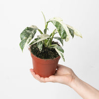 Rhaphidophora puberula Variegated