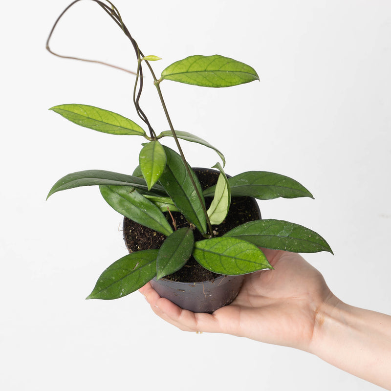 Hoya crassipetiolata 12cm Plants GrowTropicals