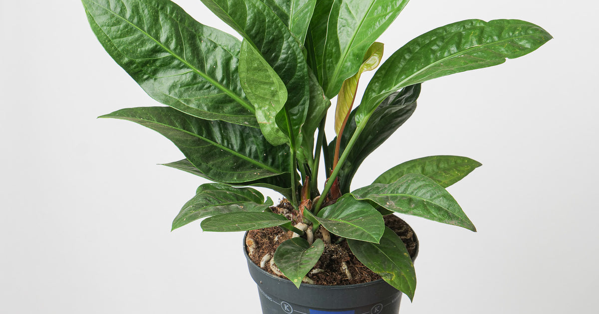 anthurium cena Anthurium Crassinervium 'Karma Birdnest' | Plants
