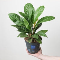 Anthurium Crassinervium 'Karma Birdnest'