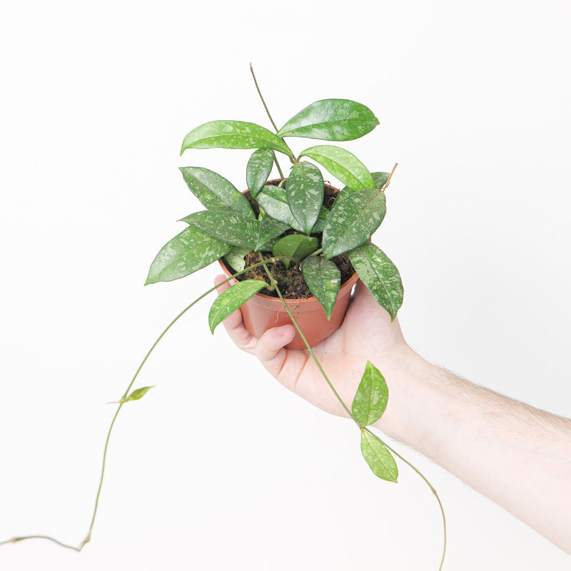 Hoya crassipetiolata 'Splash' 10.5cm Plants GrowTropicals