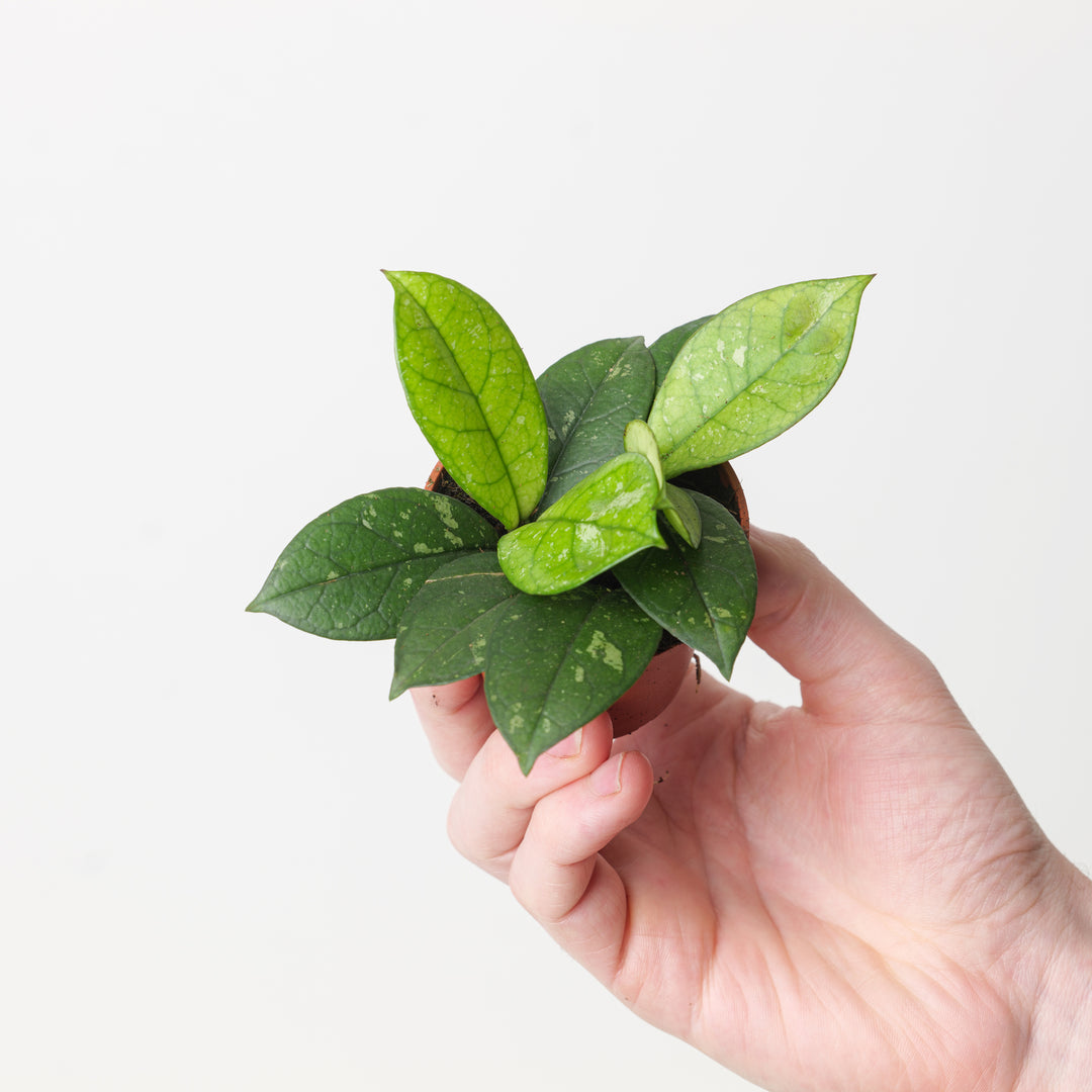 Hoya crassipetiolata 'Splash Round' - GROW TROPICALS