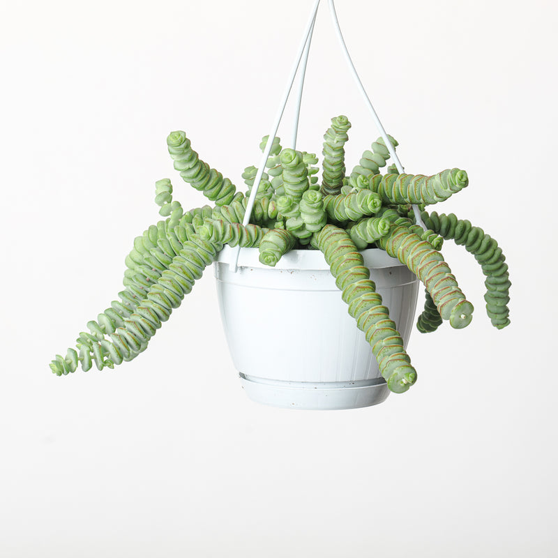 Crassula marnieriana — 14cm Hanging