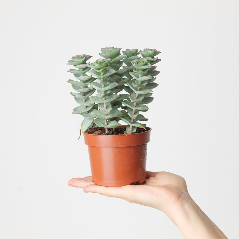 Crassula perforata 'Giant Form' — 10.5cm