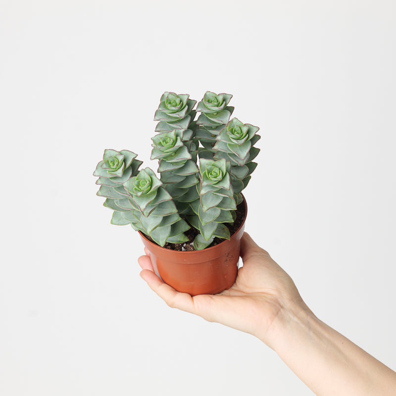 Crassula perforata 'Giant Form' Plants GrowTropicals