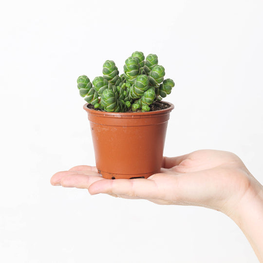 Crassula barklyi | Rattlesnake Tail Plants GrowTropicals
