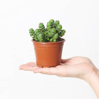 Crassula barklyi | Rattlesnake Tail