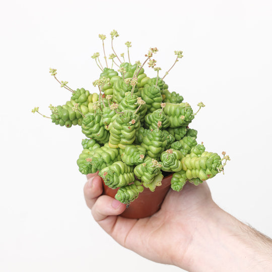 Crassula columella 8.5cm Plants GrowTropicals