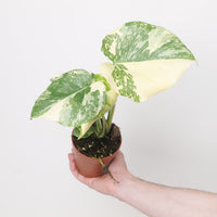 Monstera deliciosa 'Creme Brulee'