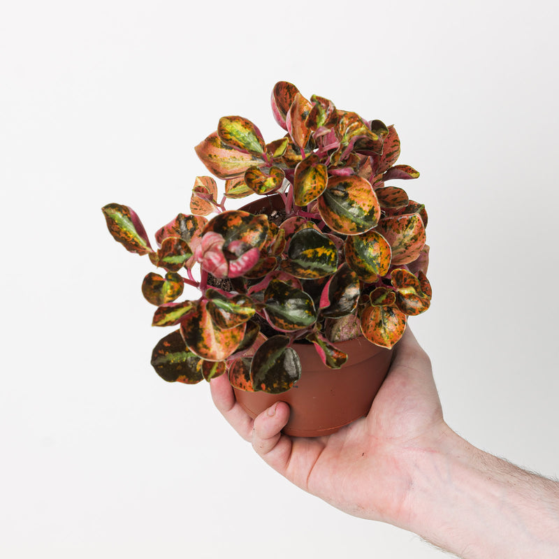 Peperomia metallica 'Creme Brulee' 12cm Plants GrowTropicals