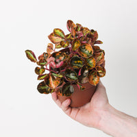 Peperomia metallica 'Creme Brulee'