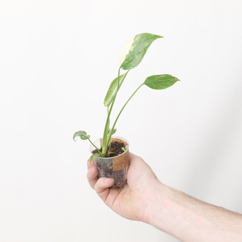 Monstera Thai Constellation Creme Brulee (Acclimated)