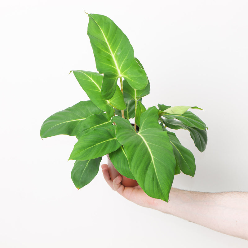 Adelonema crinipes Plants GrowTropicals
