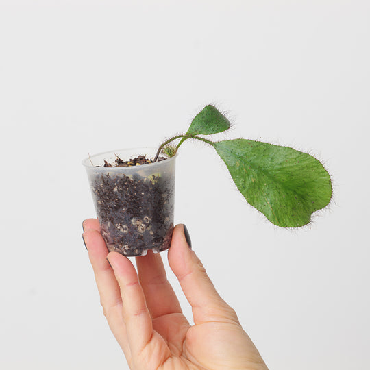 Elaphoglossum crinitum Plants GrowTropicals