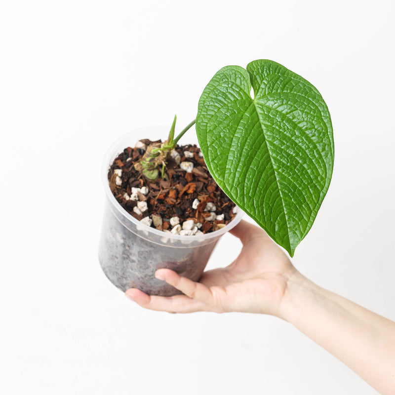 Anthurium rugulosum var crinitum Plants GrowTropicals