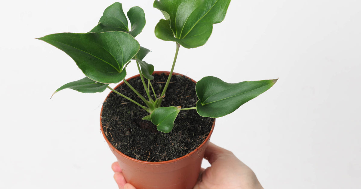 anthurium nymphaeifolium Anthurium × ferrierense 'Crisped' | Plants