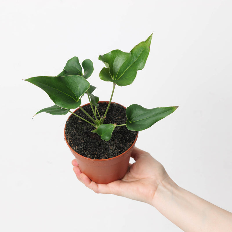Anthurium × ferrierense 'Crisped' Plants GrowTropicals