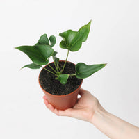 Anthurium × ferrierense 'Crisped'