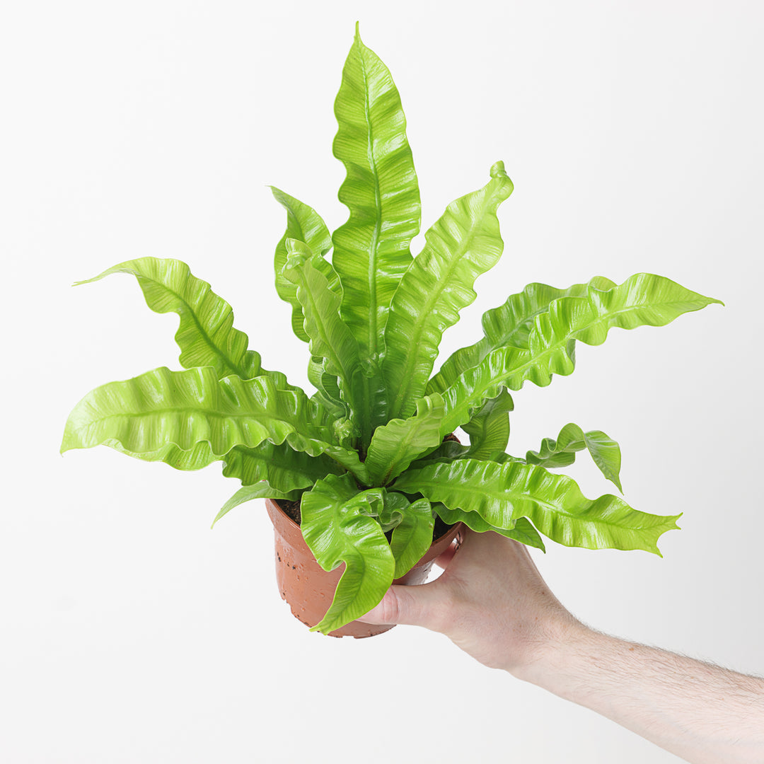 crispy air wave plant Asplenium nidus 'Crispy Wave' | Plants
