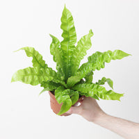 Asplenium nidus 'Crispy Wave'