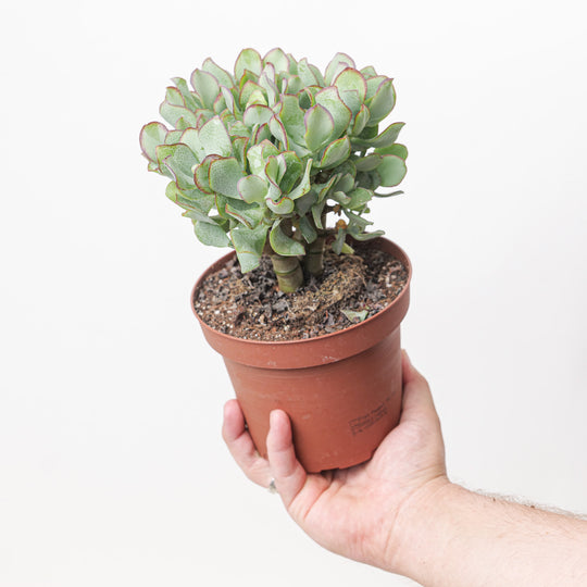 Crassula arborescens cristata (Crested Silver Dollar Jade) Plants GrowTropicals